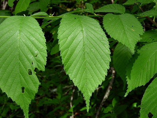 {Ulmus americana}